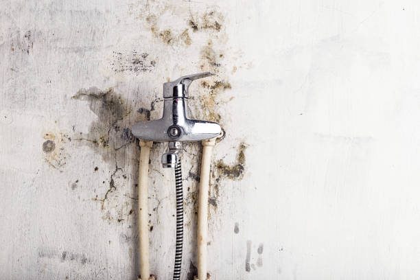 Best Best Mold Removal Companies  in Circle Pines, MN