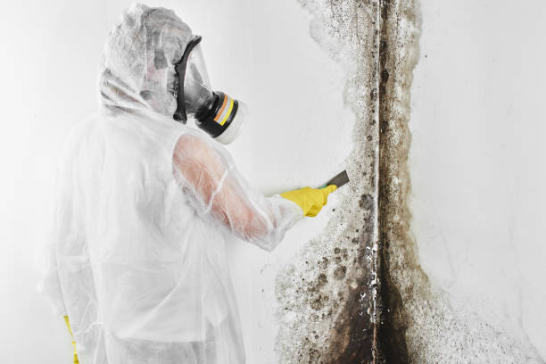 Best Emergency Mold Removal  in Circle Pines, MN