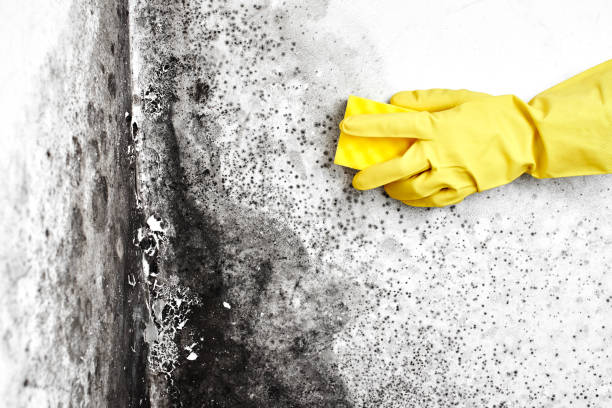 Best Residential Mold Removal  in Circle Pines, MN
