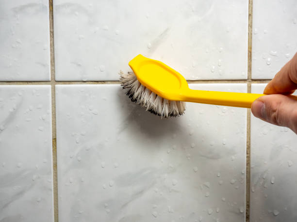 Best Toxic Mold Removal  in Circle Pines, MN