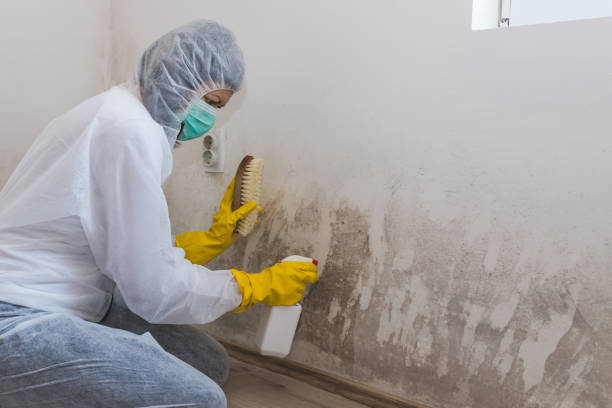 Best Mold Damage Repair  in Circle Pines, MN