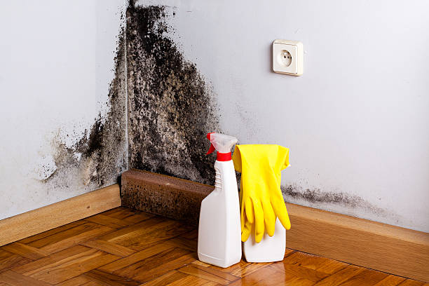 Best Mold Removal Company Near Me  in Circle Pines, MN