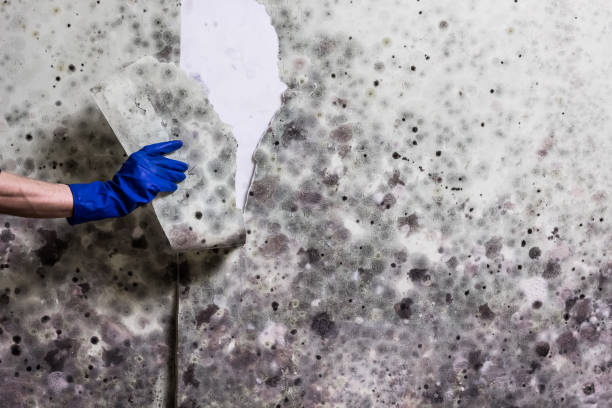 Best Mold Testing  in Circle Pines, MN