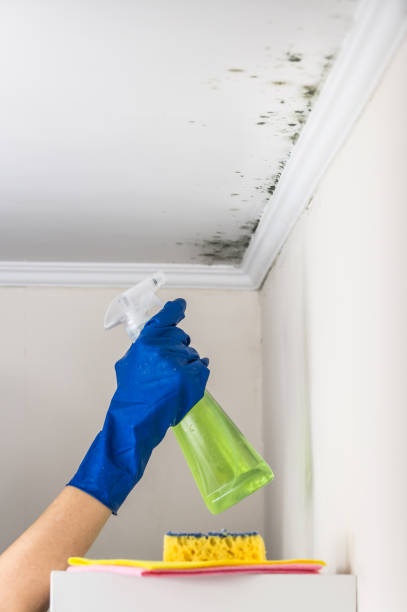Best Same-Day Mold Removal  in Circle Pines, MN